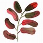 Image result for Miraa Leaves Clip Art