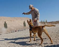 Image result for Military War Dogs