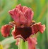 Image result for Bearded Iris by Name