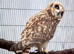 Image result for Dlnr Pueo Owl