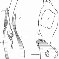 Image result for Angiosperm Carpel