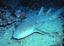 Image result for Nurse Shark Animals