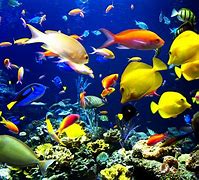 Image result for Awesome Sea Creatures