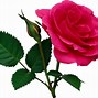 Image result for Rose Vine Background