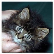 Image result for Maine Coon Cat