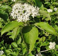 Image result for Cornus Amomum