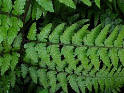 Image result for Athyrium Vidalii