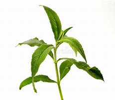 Image result for Drow Leaves