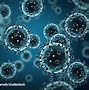 Image result for Influenza Virus Picture