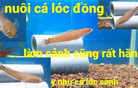 Image result for Cá Lóc Bằng Đồng