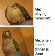 Image result for Birb Memes