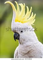 Image result for Sulphur Crested Cockatoo for Rehoming