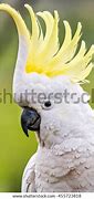 Image result for sulphur crested cockatoo habitat