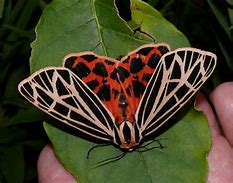 Image result for Large Ohio Moth