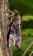 Image result for Death S Head Moth Superstitions