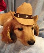 Image result for Dog Cowboy Hat