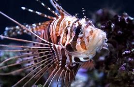 Image result for Lionfish Eating