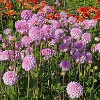 Image result for Pink Pop Dahlia