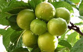 Image result for Green Sugar Plum