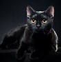 Image result for Black Cat Breeds