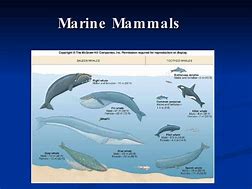 Image result for Medieval Marine Mammals