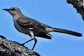 Image result for Look a Mockingbird Meme