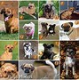 Image result for Tipos De Pug