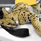 Image result for Fat Serval