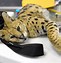 Image result for Serval Cat Figurine