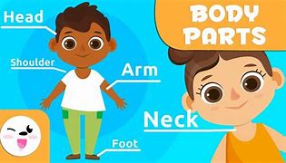 Image result for Body Parts Head