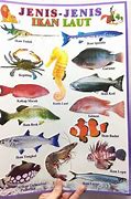 Image result for Jenis Jenis Laut