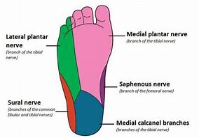 Image result for foot nerves anatomy