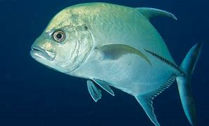 Image result for Bluefin Jack Fish