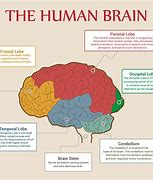 Image result for 12 Parts of the Brain