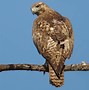 Image result for Red-tailed Hawk Talons