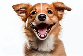 Image result for Smiling Doggo Low Resolution