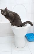 Image result for Cat Using Toliet