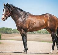 Image result for Quarter Horse with Curb Bit