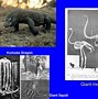 Image result for Insular Gigantism