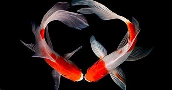 Image result for Facts About Koi Fish