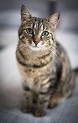 Image result for Tabby Cat Kitten