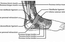 Image result for Tendons Near Lateral Malleolus