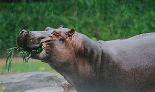 Image result for Hippopotamus Eating Grass