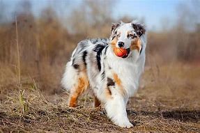 Image result for Shep American Dog