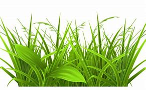 Image result for Baby Grass Clip Art