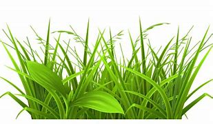 Image result for Free Beach Grass Clip Art