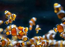 Image result for Aqua Fish