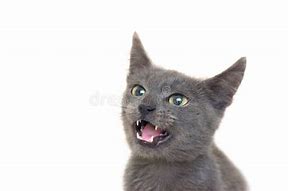 Image result for Angry Gray Cat Moody