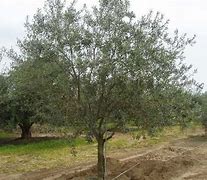 Image result for Olive Tree Marzilla