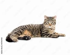 Image result for Serval Cat Laying Down